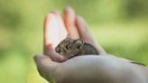 Woman's Dedication to Saving a Wild Mouse Is So Pure