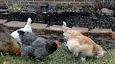 Not about owning them, it's about caring for them; Orrville considers poultry policy