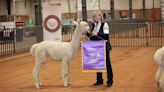 ‘Alpacas and alpaca enthusiasts’: Alpaca show coming to Grady Co. fairgrounds
