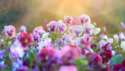 The best winter bedding plants to brighten your garden