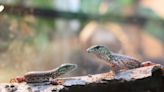 Look: Nashville Zoo announces hatching of rare Amazon lizards