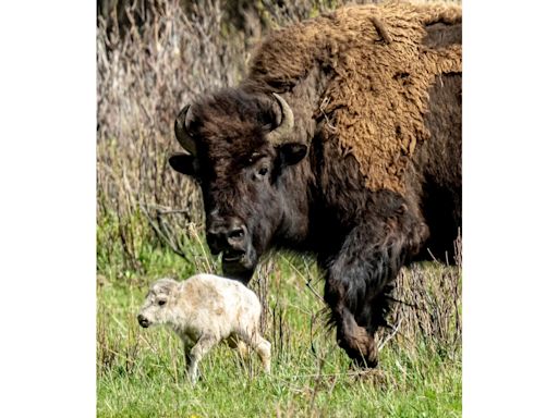 Reported birth of rare white buffalo calf in Yellowstone park fulfills Lakota prophecy