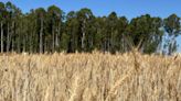 Embrapa desenvolve cultivar de trigo para o Cerrado voltada à confeitaria | Agro Estadão