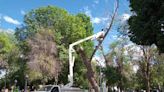 Retiran árbol de la plazuela Benito Juárez en Lerdo