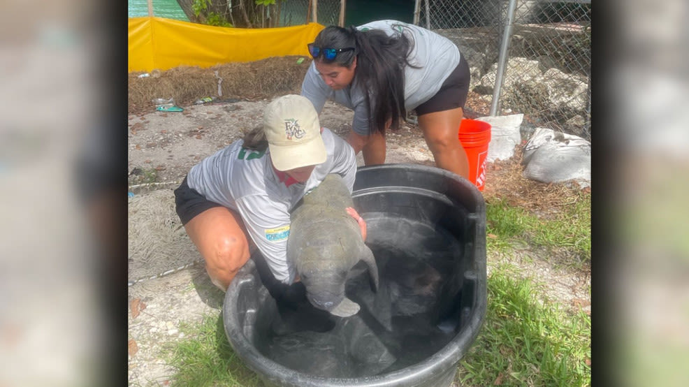 Baby manatee found malnourished near Miami now recovering