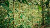 Study reveals uniqueness of naturally occurring monodominant forests in the Republic of Congo