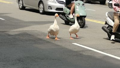 新竹2隻大白鵝「沒牽繩」萌逛大街！路人出手抓鵝 飼主縱容嗆：出車禍我負責