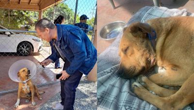 Así es la nueva vida de Juanchito, el perrito tijuanense abandonado por Caffenio y adoptado por la hija de Julio César Chávez