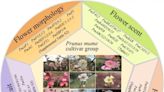 Revolutionizing Mei (Prunus mume) Breeding: Genomic Insights into Ornamental and Cold Resistance Traits