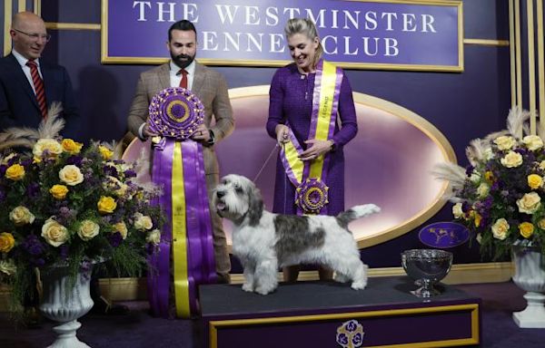 Westminster Dog Show schedule 2024: Dates, times, TV channels, live stream & list of past winners | Sporting News Canada