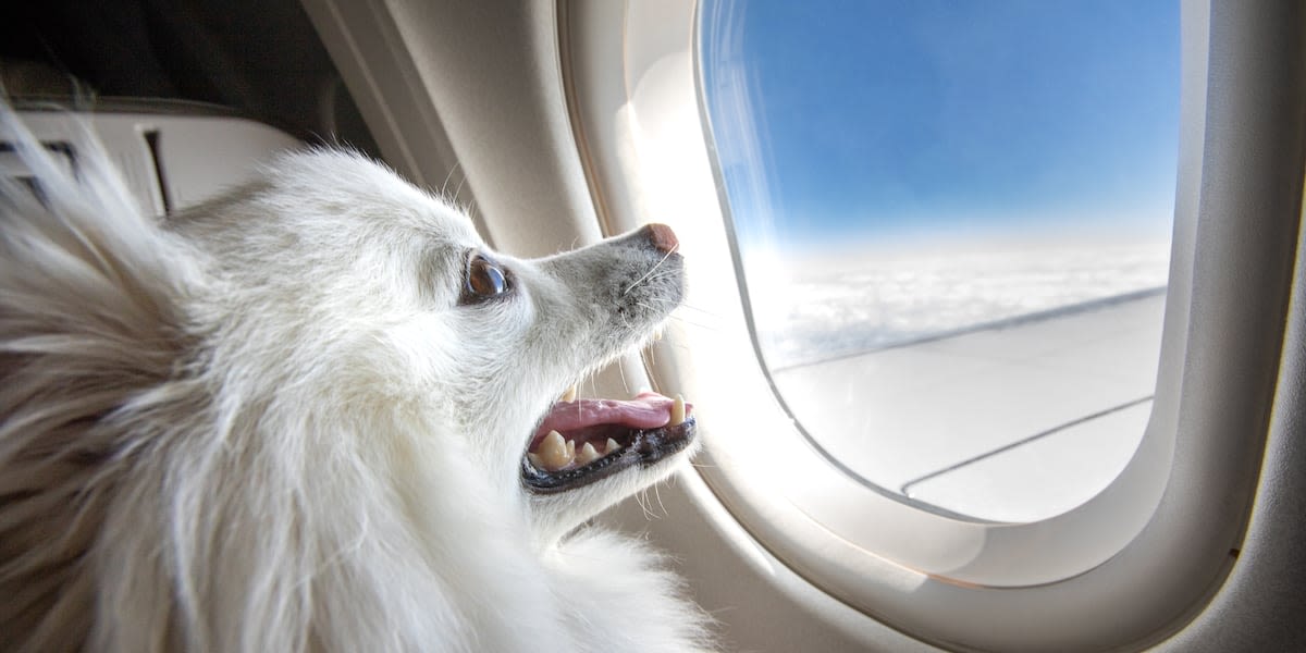 BARK Air, the first airline catering specifically to dogs, is booking flights now