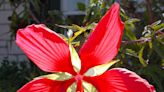 Looking showy summer blooms in your North Texas garden? Try this sprawling plant