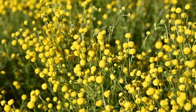 It's allergy season in Arizona. This invasive weed could be making symptoms worse