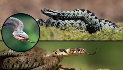 The locations of every snake spotted in Pembrokeshire and if they are dangerous