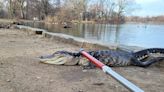 Emaciated Alligator Rescued from Cold Lake in Brooklyn's Prospect Park Dies, Zoo Officials Say