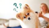 What Do Dogs Remember? Since We Can't Ask Them, Our Canine Experts Have Some Theories