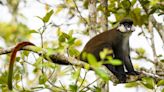 In Search Of Gold: Golden Monkey Tracking in Uganda