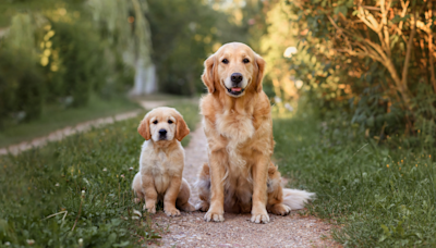 Golden Retriever Big Brother Proves to Be the Messiest Role Model for His Puppy Sibling