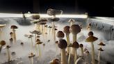 'Magic mushrooms' are making a comeback, particularly in the Midwest. Here's why