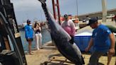 Así han desembarcado en el puerto de Xàbia el atún de 311 kilos
