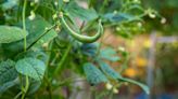 Master Gardener: How to grow beans in your home garden all season long