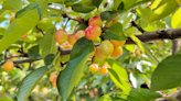 Lodi orchard finds unique solution to protecting cherries from rain: a helicopter