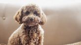 Pros and Cons of a Cavapoo