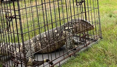 'We can't make this stuff up': Willoughby police catch reptile in man's backyard