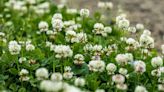 How to Stop White Clover From Taking Over Your Lawn