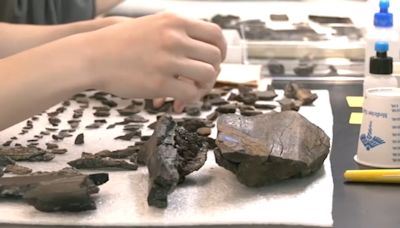 Dueling Dinosaurs exhibit opening at North Carolina Museum of Natural Sciences