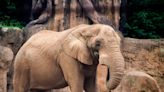 How Zoo Knoxville’s last elephant will be honored, and are more elephants coming?