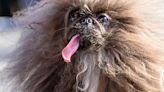 ‘World’s ugliest dog’ is a long-tongued frizz-ball called Wild Thang