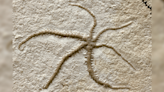 World-First Fossil Of A 155-Million-Year-Old Brittle Star Mid-Cloning Itself