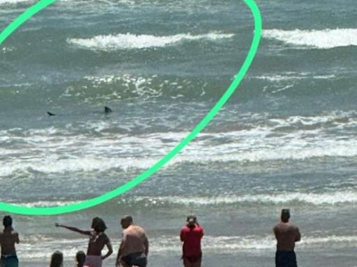 Atacó tiburón a mujer en isla de Texas; está grave