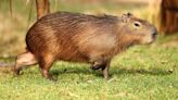 Desperate search under way for 'beloved capybara' that escaped from zoo and 'on the loose'