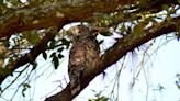 Exploring Duette Preserve: What’s inside Manatee County’s haven for rare wildlife?