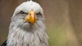 New Jersey Proposes Removing Eagle And Osprey From Endangered Species List | 103.7 NNJ