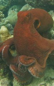 Secrets of the Octopus