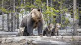 Photographers demonstrate the wrong way to snap Yellowstone's most famous bears