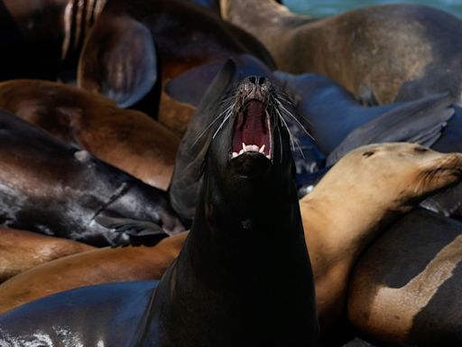 Sea Lions Storm San Francisco's Pier 39 In Massive Numbers For 1 Thing Only