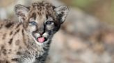 Oakland Zoo's Rescued Lion Cubs Share Off Their Tiny but Ferocious Growls