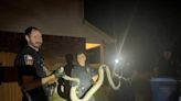 10-foot python slithering through Texas neighborhood wrangled by cops, photos show