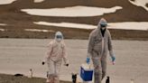 Antarctic scientists warn of bird flu spread as penguin cases confirmed