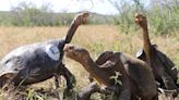 Endangered giant Galapagos tortoises ‘killed for meat’