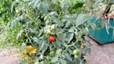 Andy Rideout offers tips for growing tomatoes that aren't succeptible to wilt