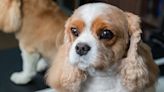 Cavalier King Charles Spaniel Mom Shares Tricks for Cleaning and Preventing Tear Stains