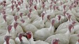 USDA moves to limit salmonella in raw poultry products