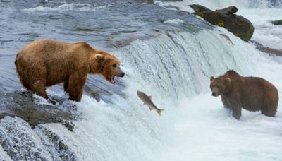 ‘Difficult to Witness’: On-Camera Grizzly Death Postpones Fat Bear Week Frivolity