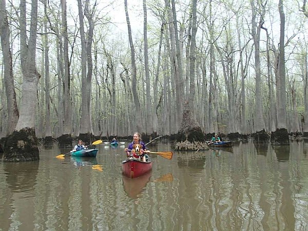 Ozark paddlers head to eastern Arkansas for wetland forest trip | Arkansas Democrat Gazette