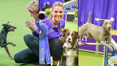 Westminster Kennel Club dog show: A big upset on agility day, betting on Best in Show and more